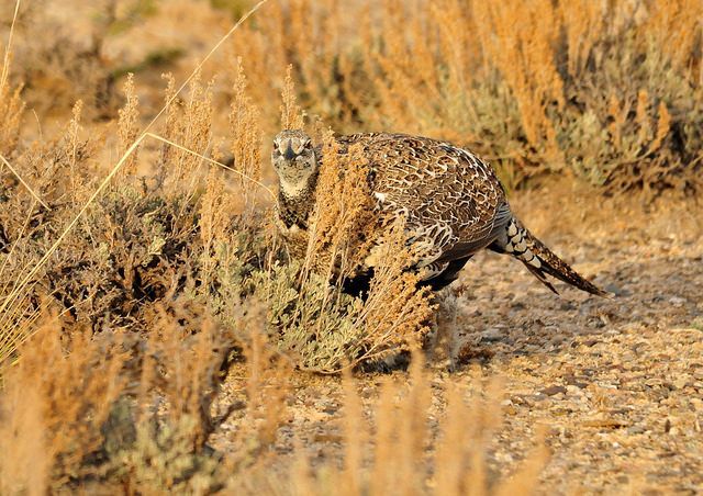 Greater Sage Grouse