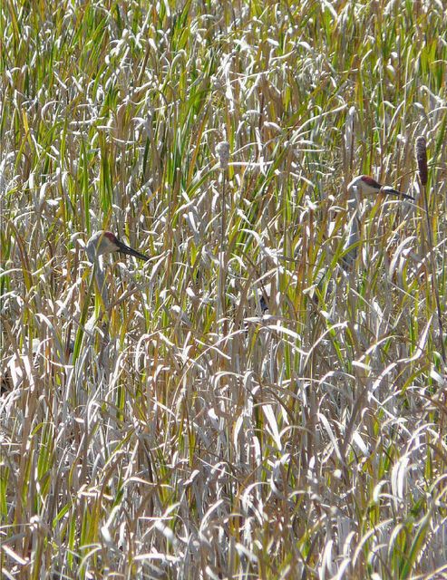 Sandhill Cranes