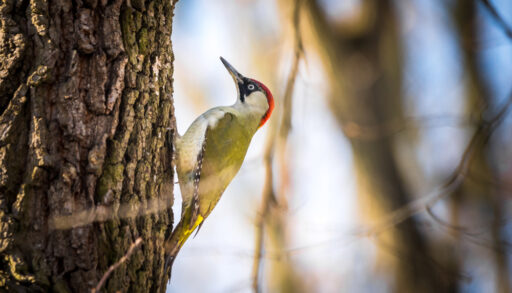 Close-up of a green woodpecker on a tree.