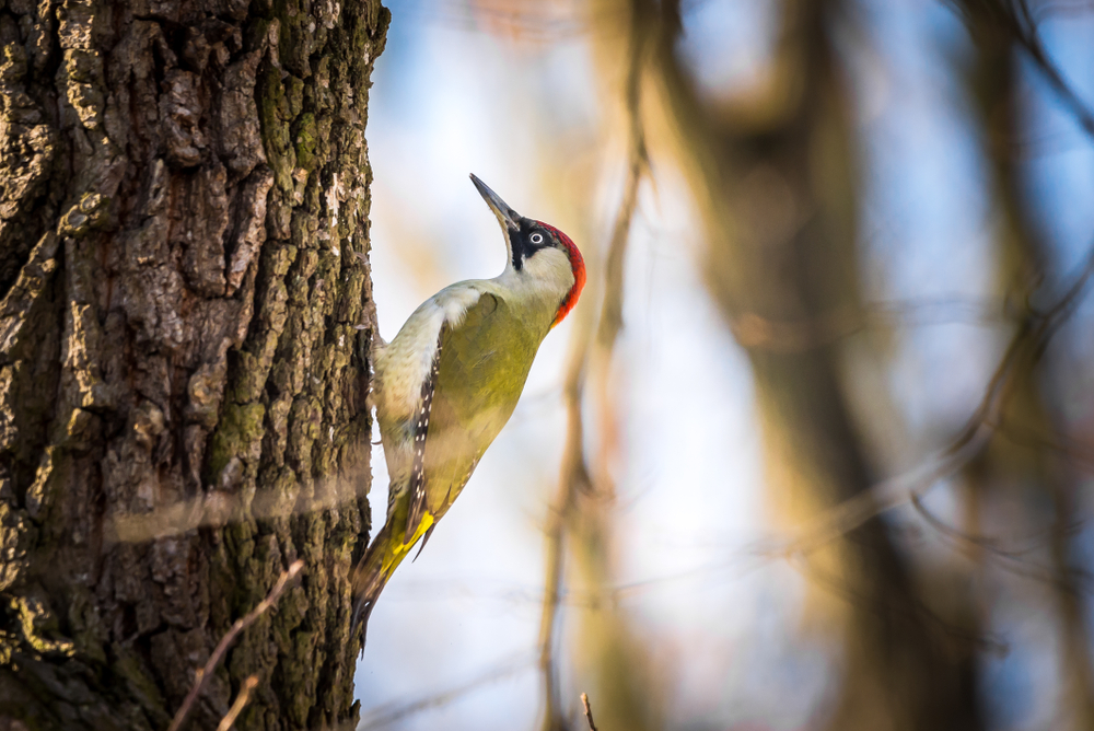 Close-up of a green woodpecker on a tree.