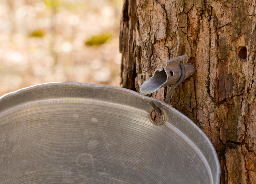 Metal tap and bucket in a maple tree trying to get maple syrup.