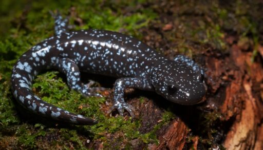 Close-up of a blue-spotted Jefferson salamander on a mossy log.
