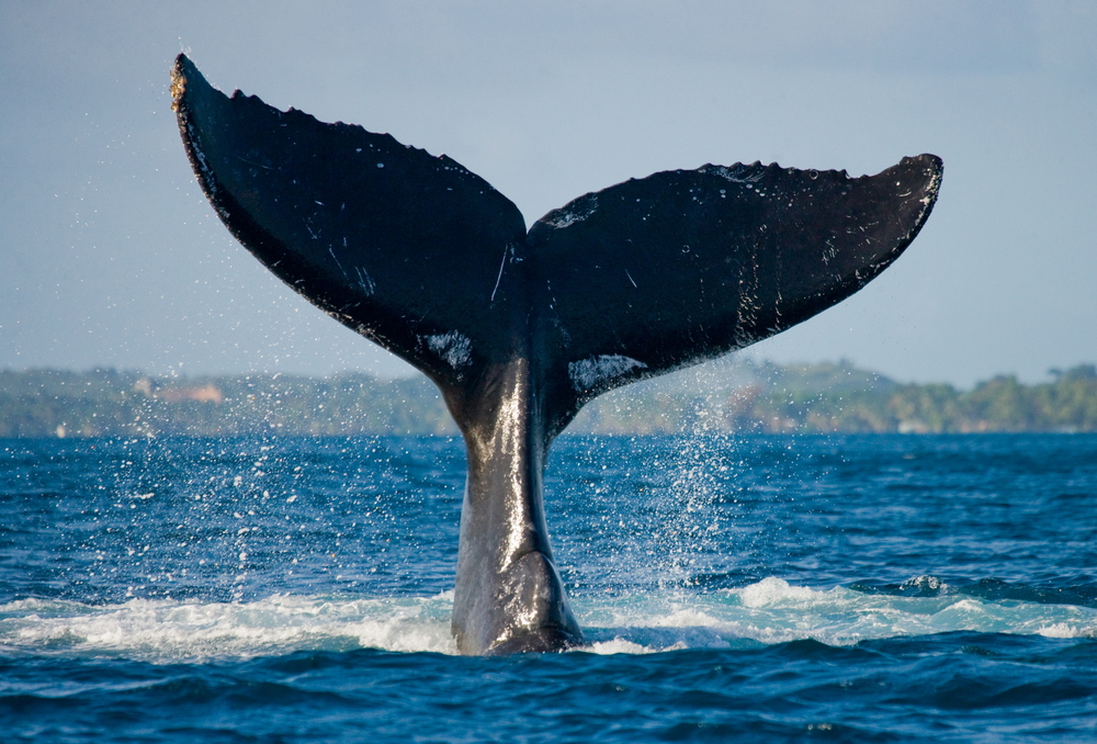 Humpback whale tale crashing into the ocean.