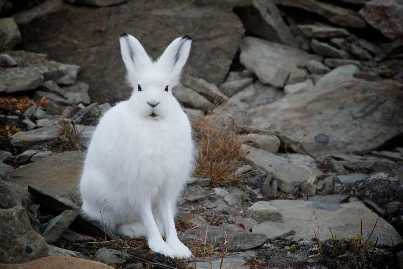 Arctic hare