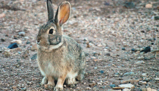 Mountain cottontail