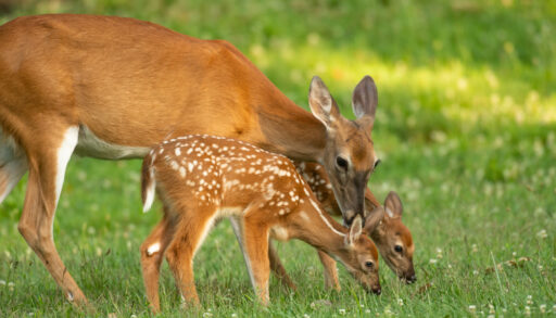 White-tailed doe with her two fawns.