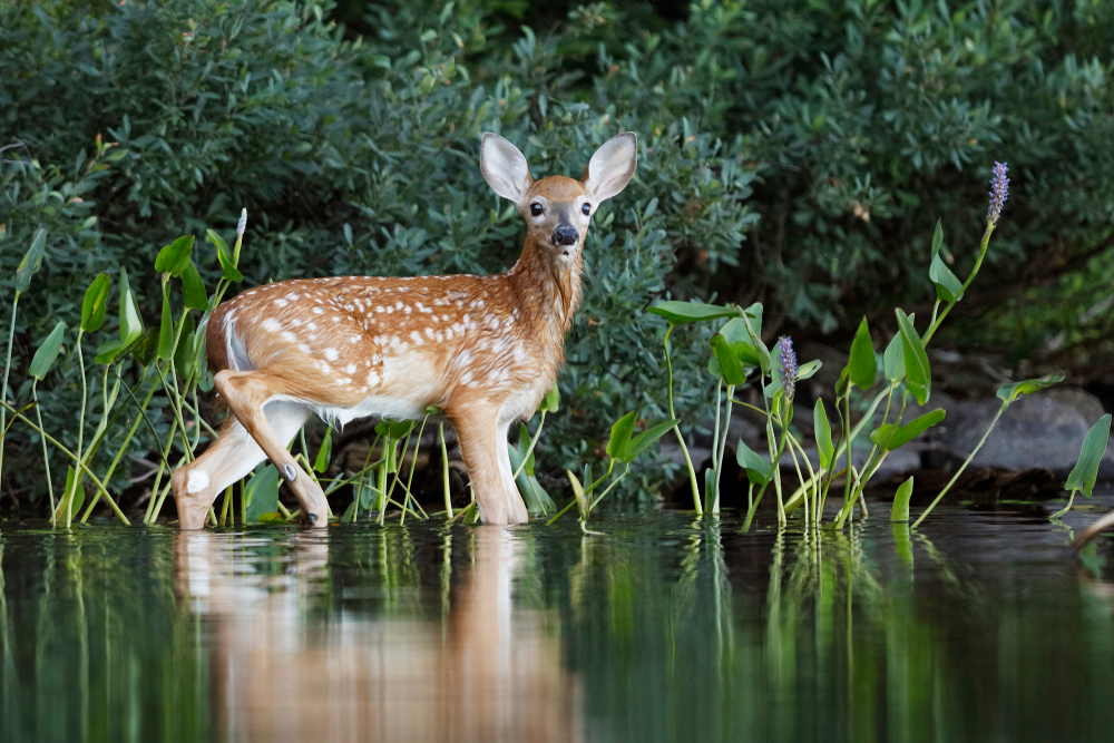 A white-tailed deer fawn standing in a marsh.