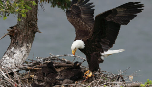 Close-up of a bald eagle landing on a nest to feed its chicks.