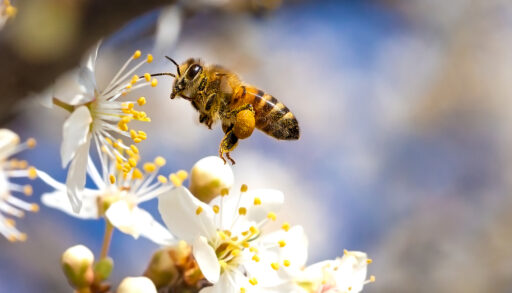 Close-up of a honeybee flying near white flowers.
