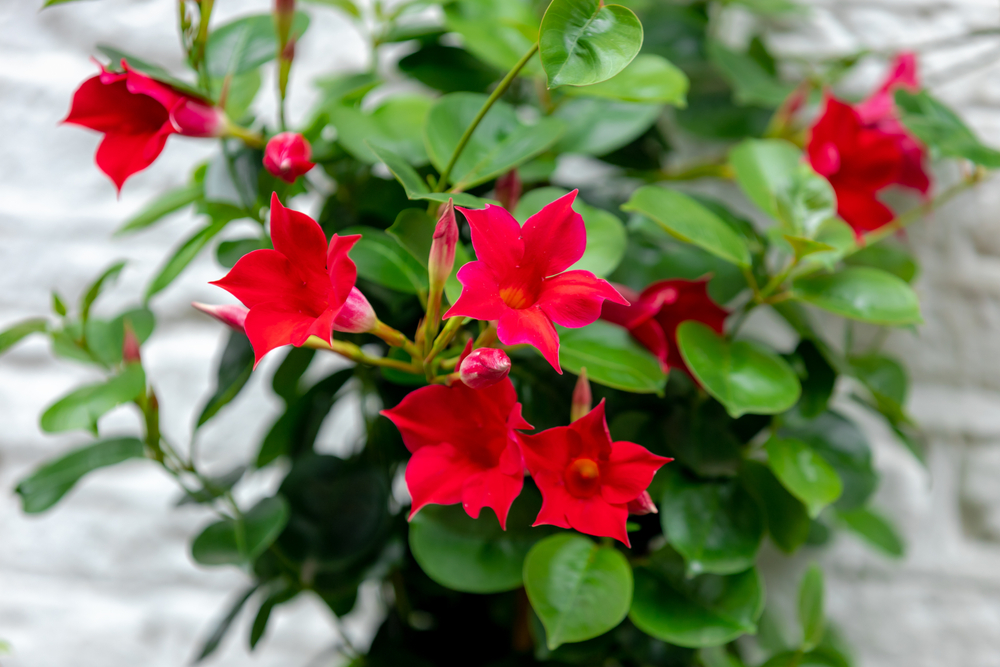 Close-up of red Rio Dipladenia flowers.