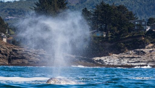 Grey whale spouting as it swims in the ocean.