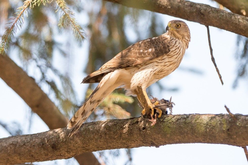 A Cooper's hawk perched in an evergreen tree.