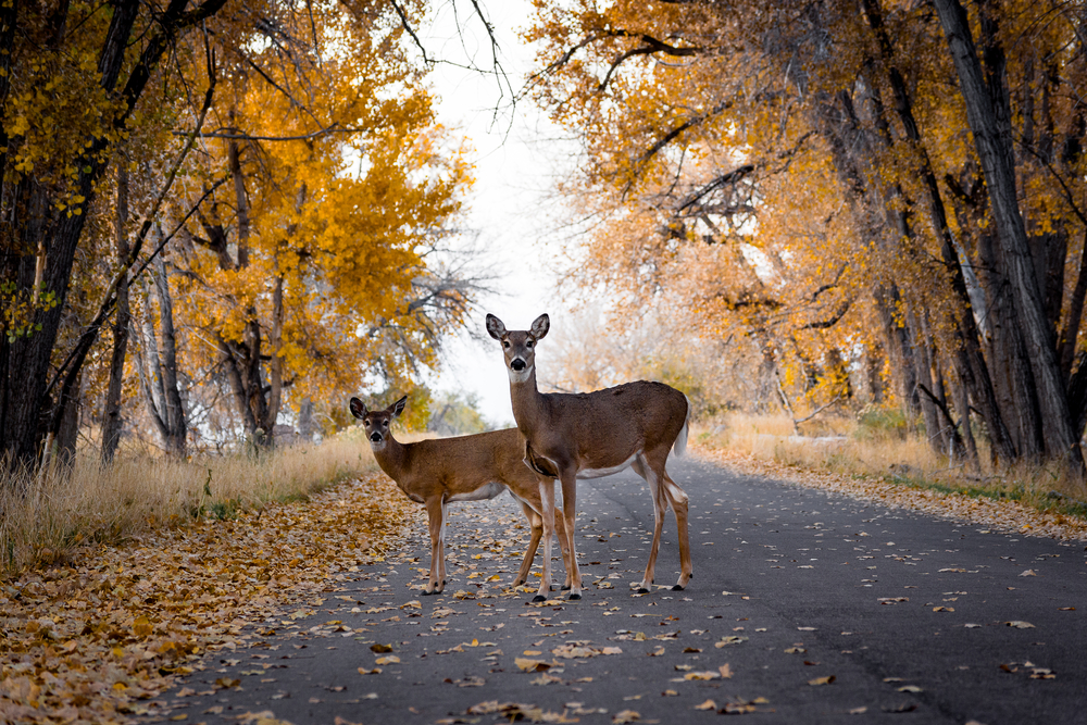 Two deer standing in the middle of a road surrounded by trees with orange leaves.