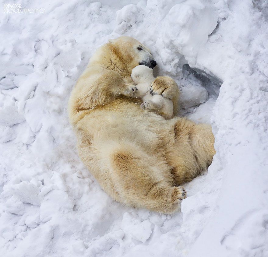 polar bear mother and cub