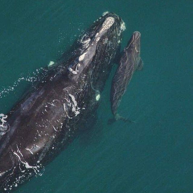 gray whale calf and mom