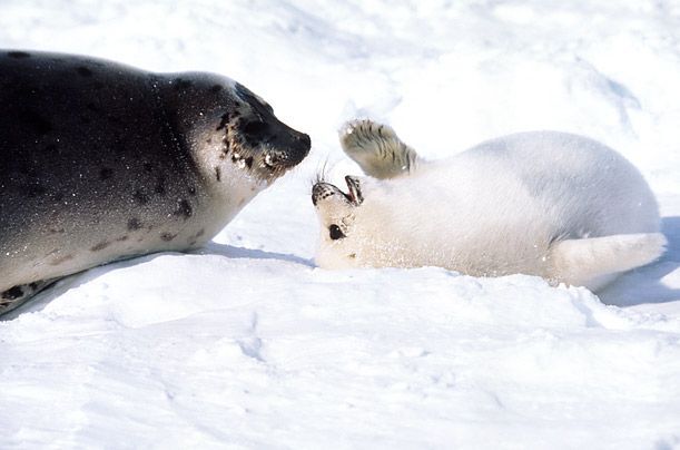seal pup and mom