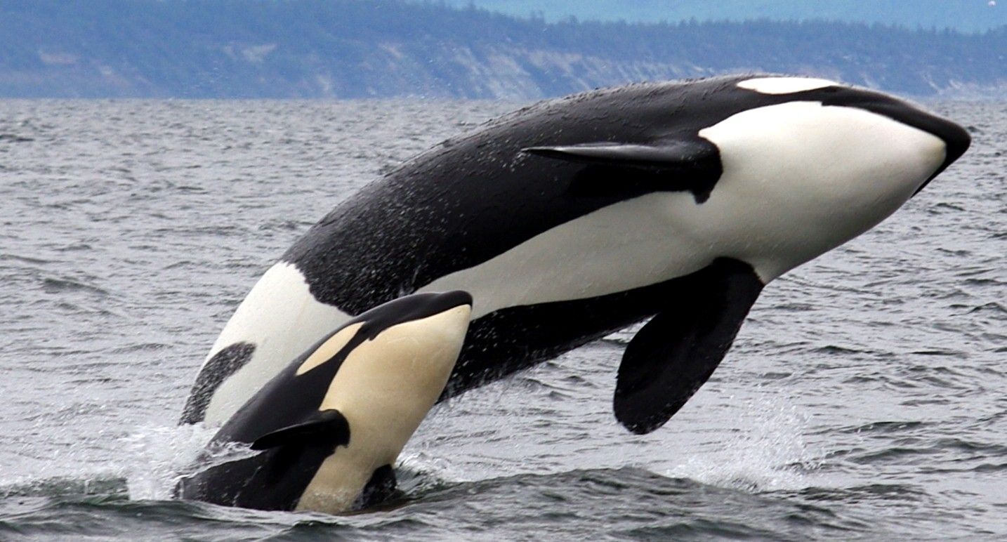baby and mom orca