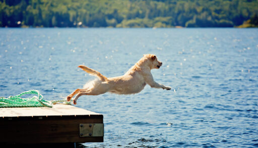 Yellow lab dog jumping off a dock on a lake.