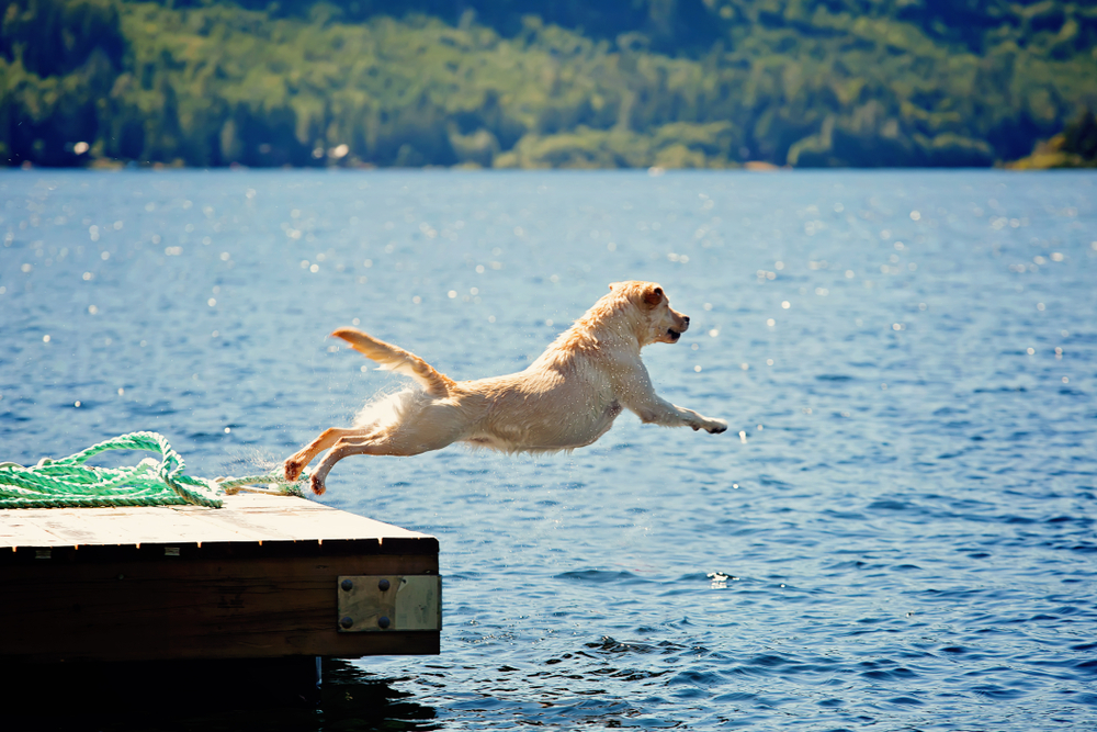 Yellow lab dog jumping off a dock on a lake.