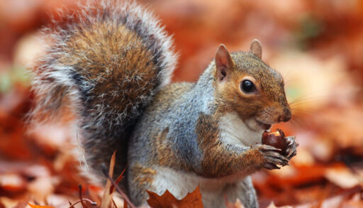 Close-up of a brown and grey squirrel holding an acorn in a pile of red leaves.