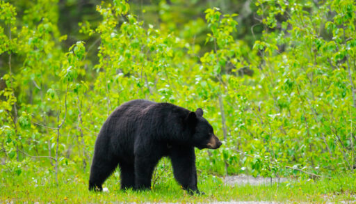 Black bear standing next to a gravel road.
