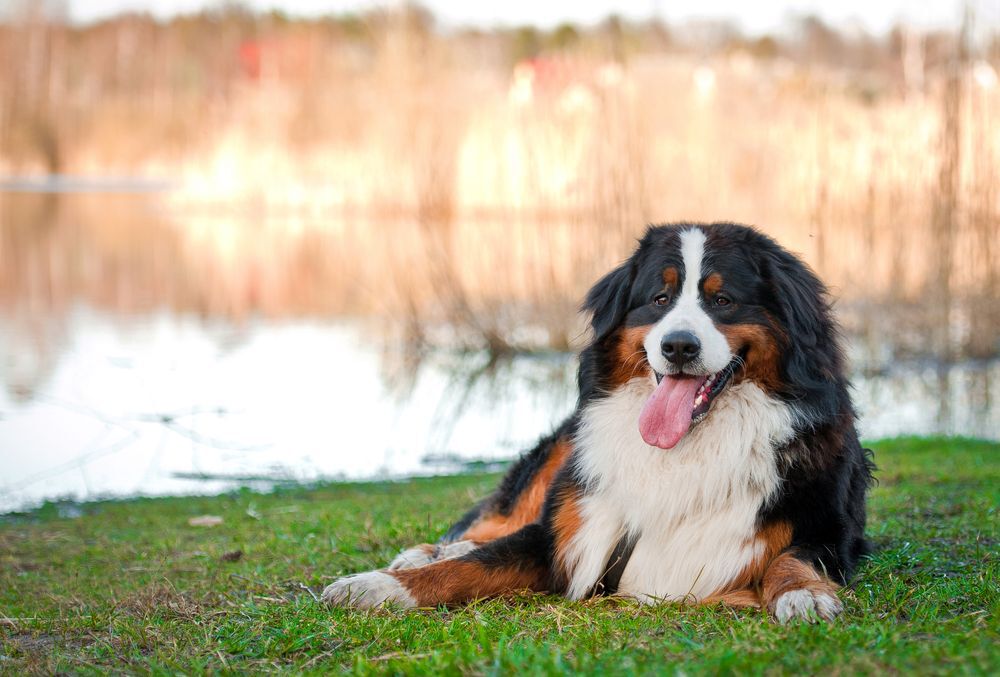 Bernese Mountain Dog