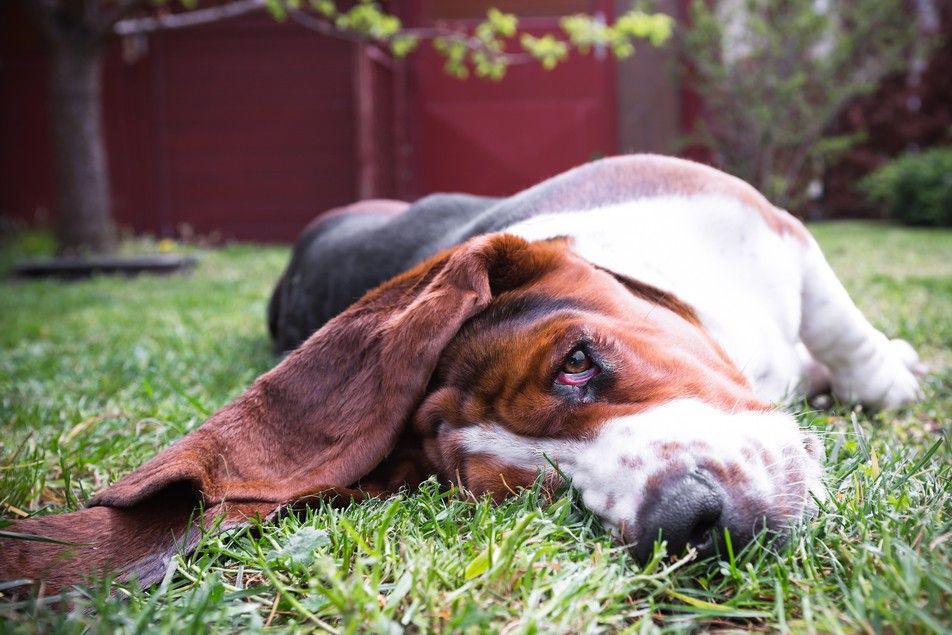 Basset Hound