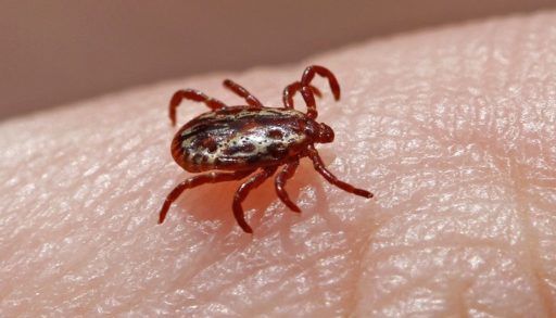 Close-up of a dog tick on a person's skin.