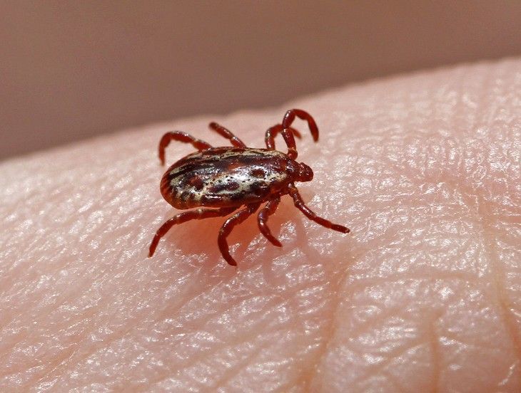 Close-up of a dog tick on a person's skin.