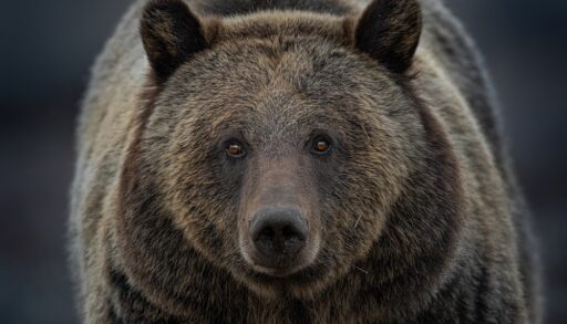 Close-up of a grizzly bear.