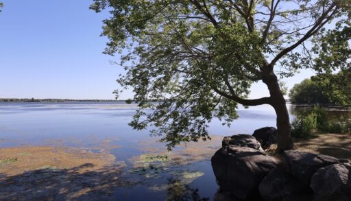 A large tree hanging over the water in the Bay of Quinte, Ontario.