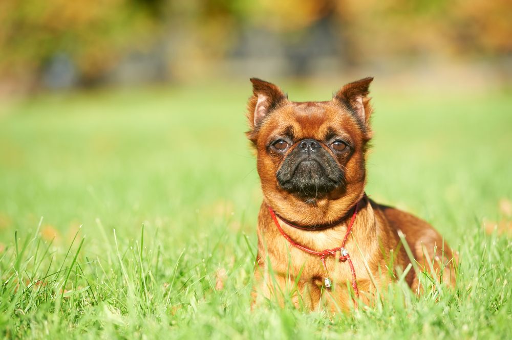 Brussels Griffon