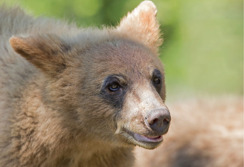 Close-up of a young white-phase black bear.