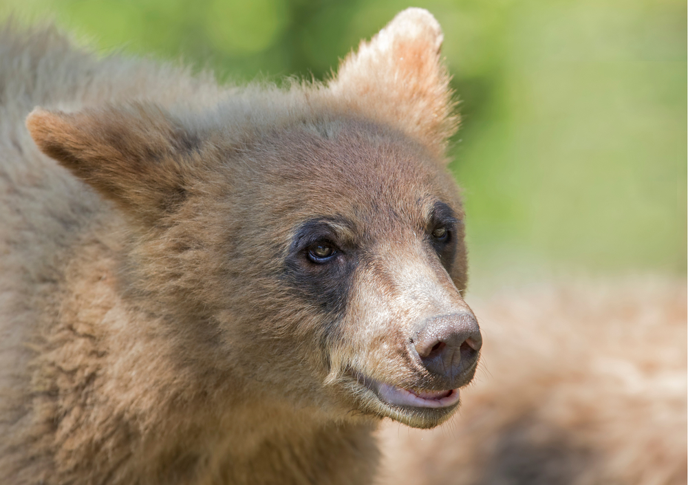 Close-up of a young white-phase black bear.
