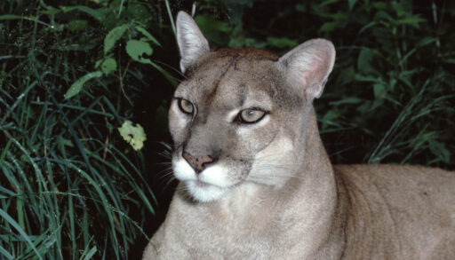 Close-up of the now extinct Eastern cougar at nighttime.