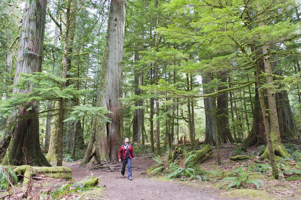 Person walking through Cathedral Grove, British Columbia.