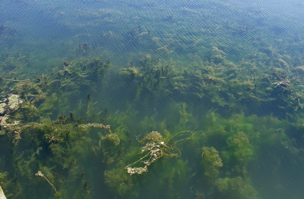 Aerial view of an algal bloom in Lake Erie.
