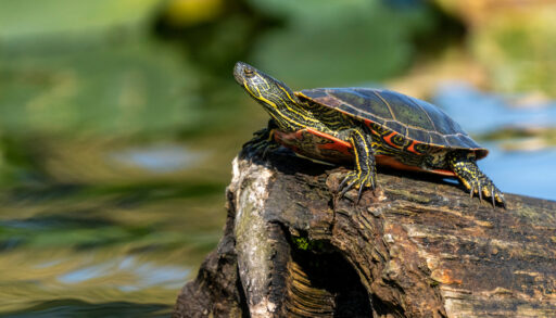 Close-up of a Western painted turtle standing on a log near a pond.