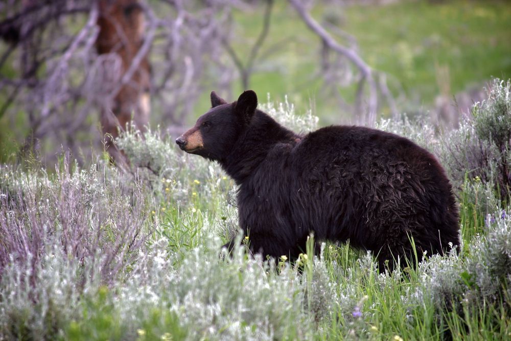 Black bear standing in a field.