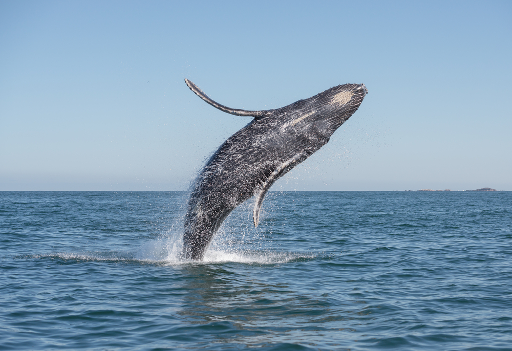 A grey whale jumps out of the water in Tofino, British Columbia.