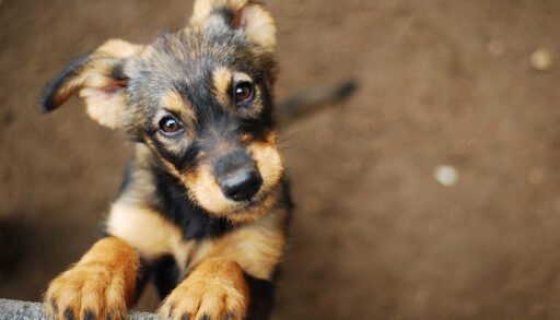 Close-up of a tan and grey-coloured puppy standing on its hind legs.