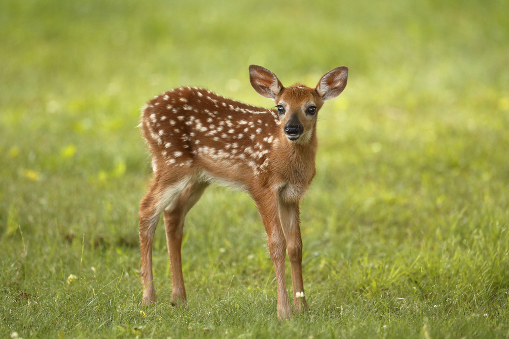 A white-tailed deer faun standing in a grassy field.