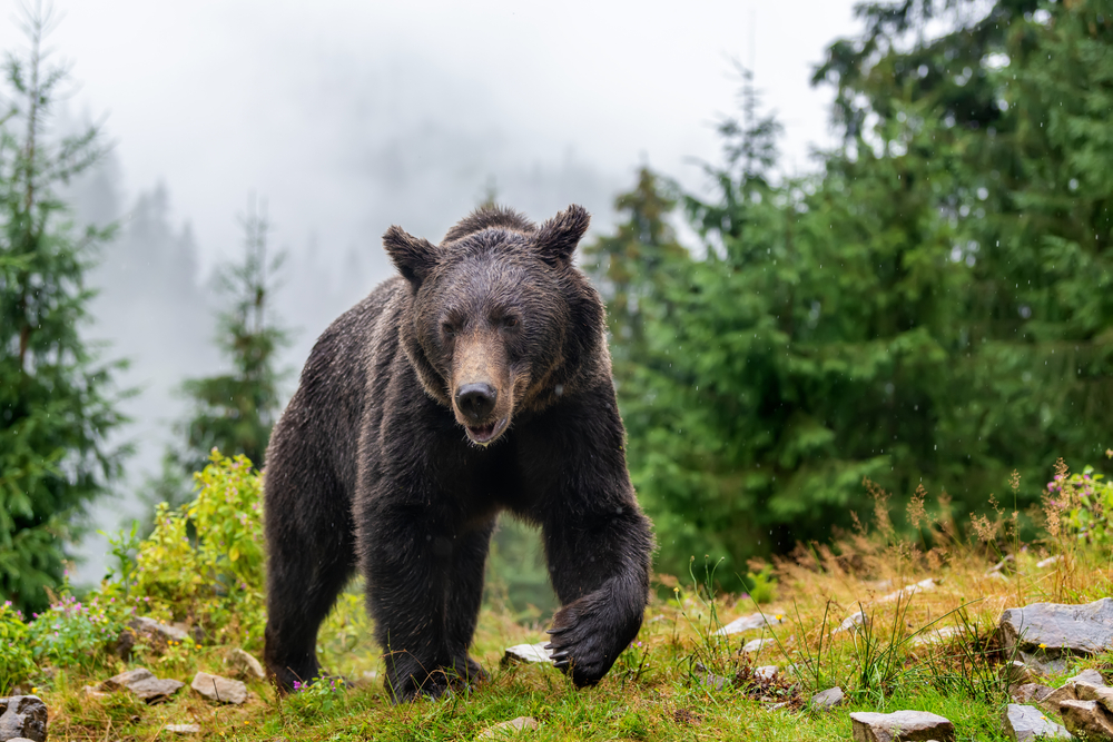 Adult grizzly bear walking in a misty forest.