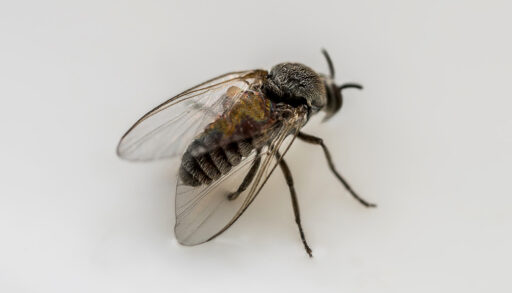 Close-up of a blackfly on a white background.