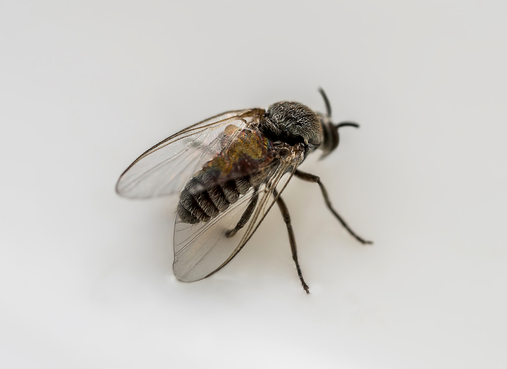 Close-up of a blackfly on a white background.
