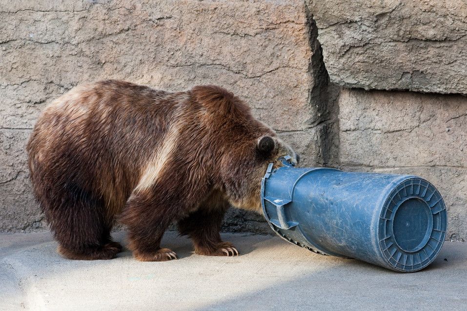Grizzly bear digging through a garbage can.