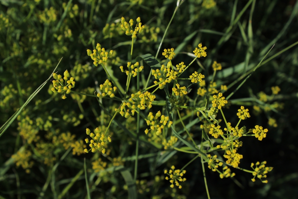 Close-up of small, yellow flowers on a wild parsnip plant.