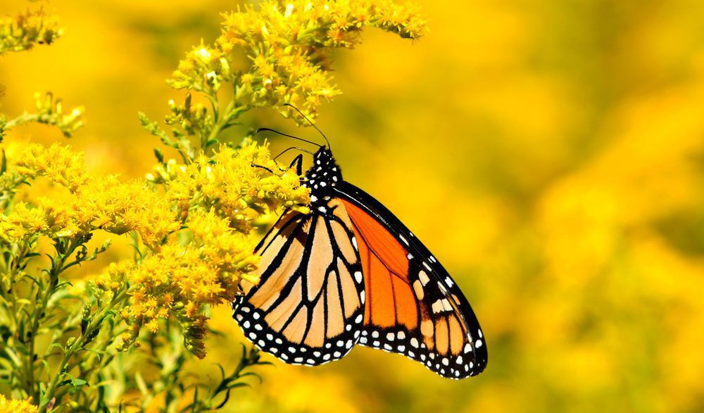 Close-up of a monarch butterfly on a cluster of yellow flowers.