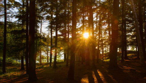 The sun filtering through trees next to a lake in Muskoka, Ontario, with a silhouette of a cottage.