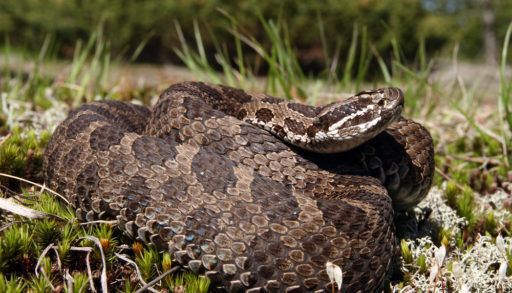 Close-up of a dark-brown, Massasauga rattlesnake in a grassy field.